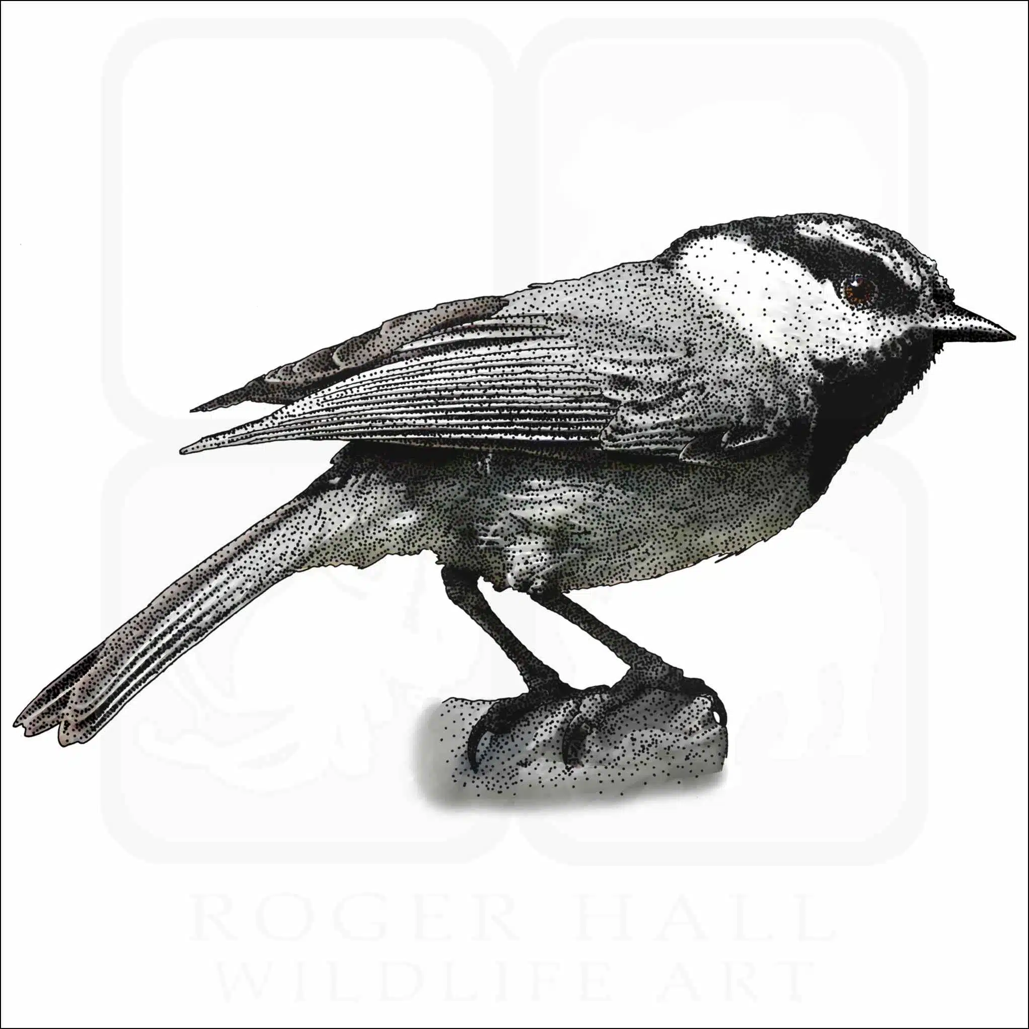 Mountain Chickadee Mountain Chickadee illustration