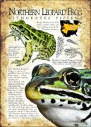 Northern Leopard Frog print