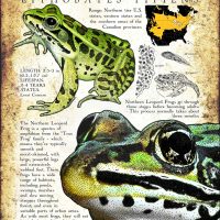 Northern Leopard Frog print