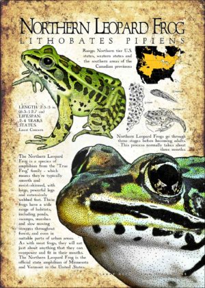 Northern Leopard Frog print
