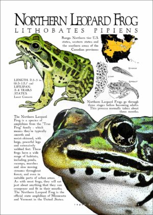 Northern Leopard Frog poster