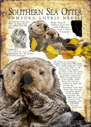 Southern Sea Otter print