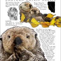 Southern Sea Otter poster