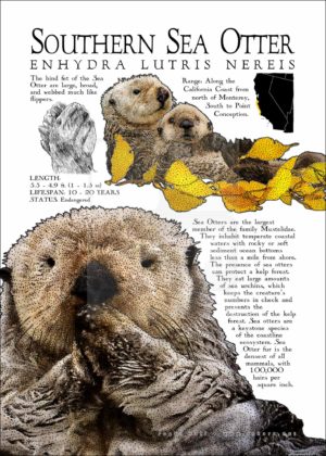 Southern Sea Otter poster