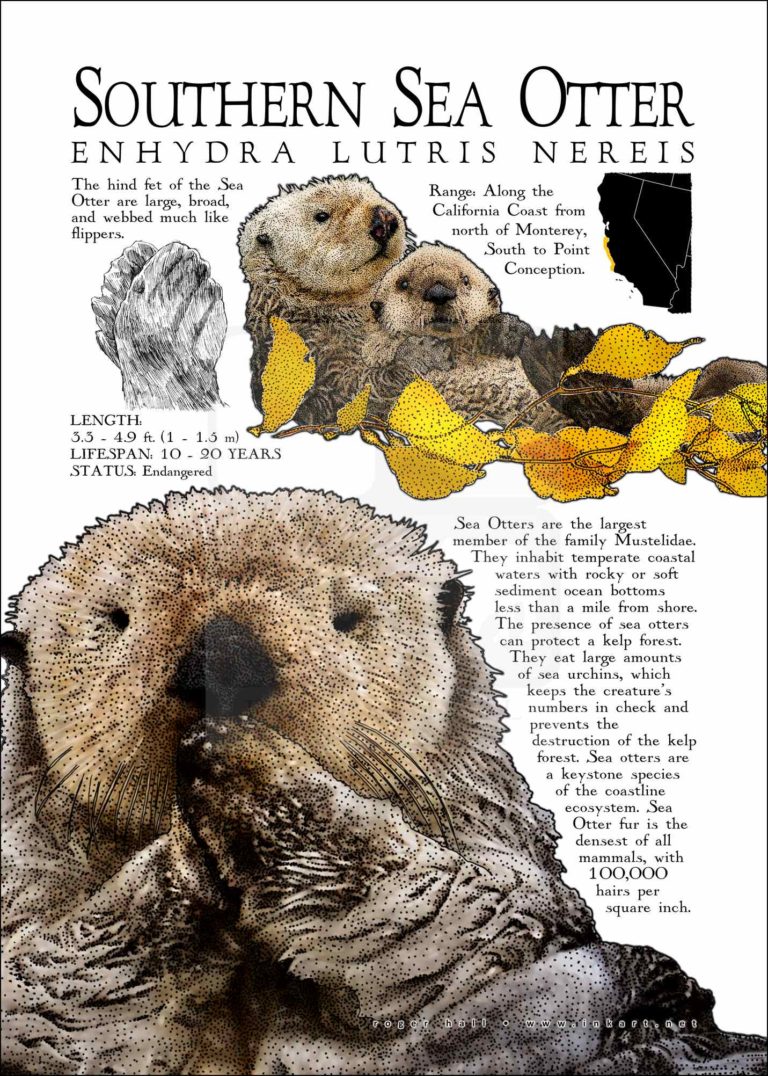 Southern Sea Otter Poster Print / Infographic