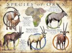 Species of Oryx poster print