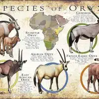 Species of Oryx poster print