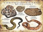 Venomous Snakes of Missouri poster print