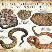 Venomous Snakes of Missouri poster print