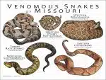 Venomous Snakes of Missouri poster print