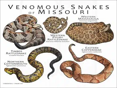 Venomous Snakes of Missouri poster print