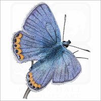 Acmon Blue Butterfly illustration