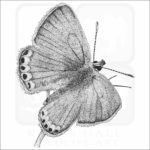 Acmon Blue Butterfly drawing