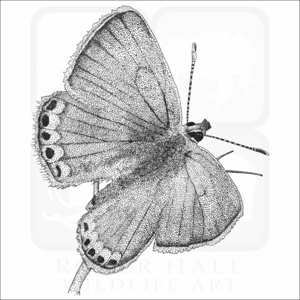Acmon Blue Butterfly drawing