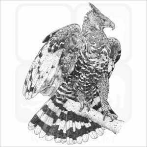 African Crowned Eagle print