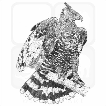 African Crowned Eagle print