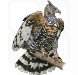 African Crowned Eagle illustration