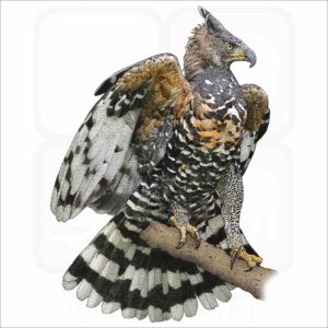 African Crowned Eagle illustration