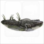 African Dwarf Crocodile illustration