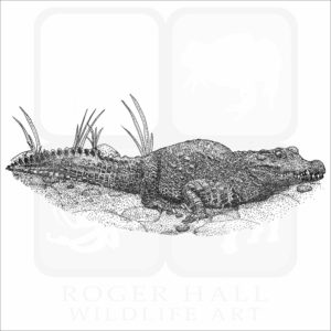 African Dwarf Crocodile art