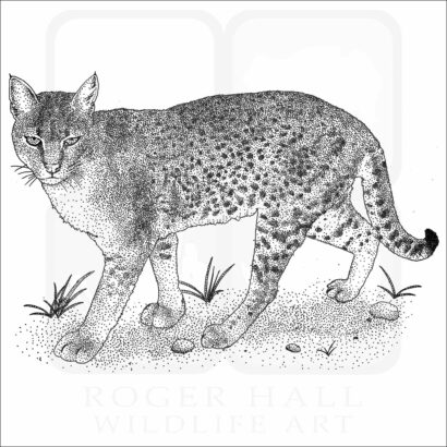 African Golden Cat line art drawing