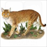 African Golden Cat illustration