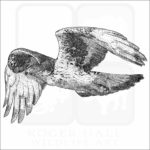 African Hawk Eagle art