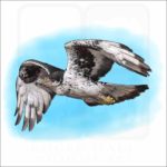African Hawk Eagle illustration