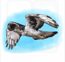 African Hawk Eagle illustration