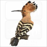African Hoopoe drawing