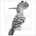 African Hoopoe drawing
