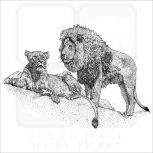 African Lion and Lioness illustration