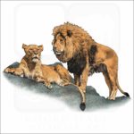 African Lions illustration