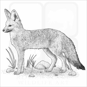 African Pale Fox illustration