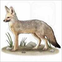 African Pale Fox illustration