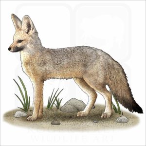 African Pale Fox illustration