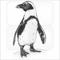 African Penguin illustration