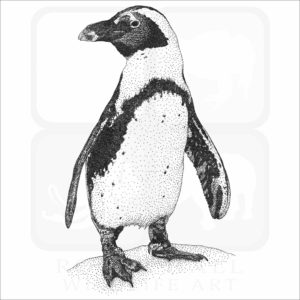 African Penguin illustration