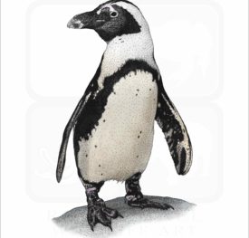 African Penguin illustration