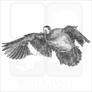 African Pygmy Goose drawing