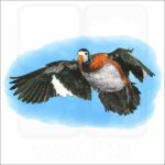 African Pygmy Goose illustration