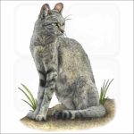 African Wild Cat illustration