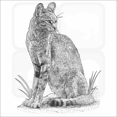 African Wild Cat line art