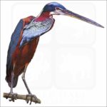 Agami Heron illustration