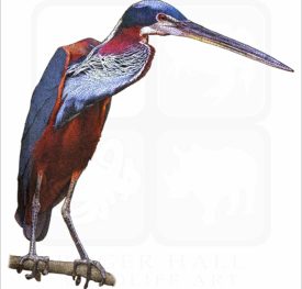 Agami Heron illustration