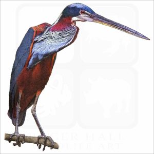 Agami Heron illustration