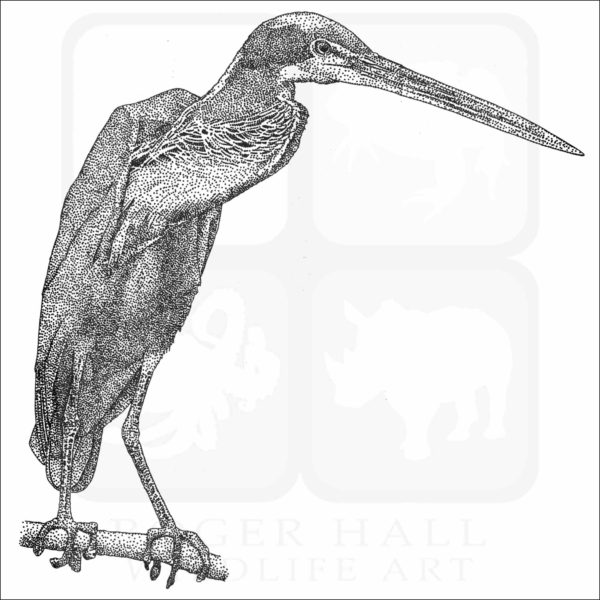 Agami Heron illustration