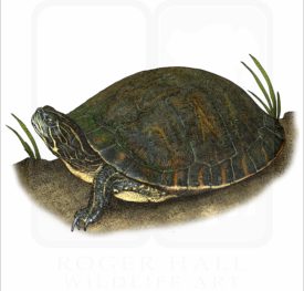 Alabama Red-Bellied Cooter illustration