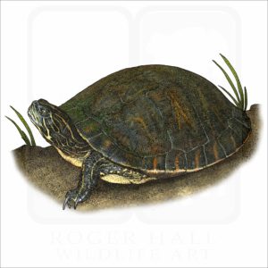 Alabama Red-Bellied Cooter illustration