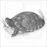 Alabama Red-Bellied Cooter illustration